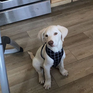 Meet your Posher, Emma